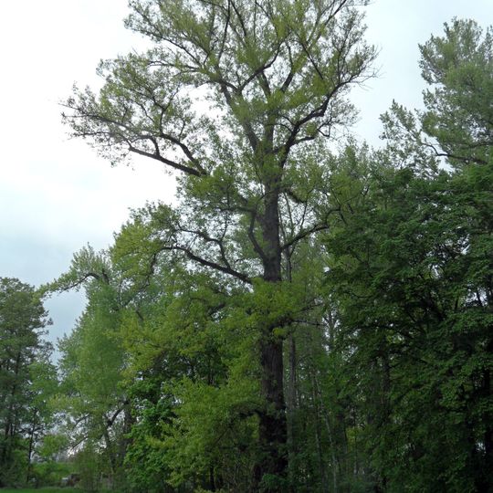 Topol černý v Poděbradech 1