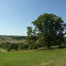 Buk v Mšeckých Žehrovicích