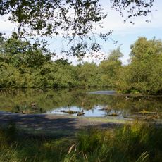 Lachmöwenkolonie Stelle