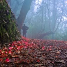 Barsey-Rhododendron-Reservat