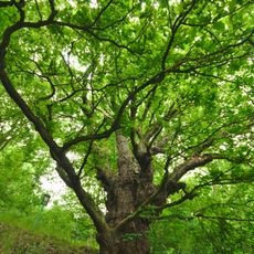 Dub letní ve Vranové