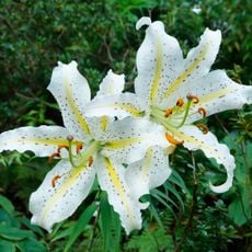 Ibaraki Botanical Garden