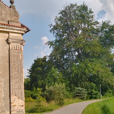 Buk lesní u hřbitova a kostela sv. Marka v Potštejně