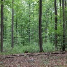 Dannenrod Forest