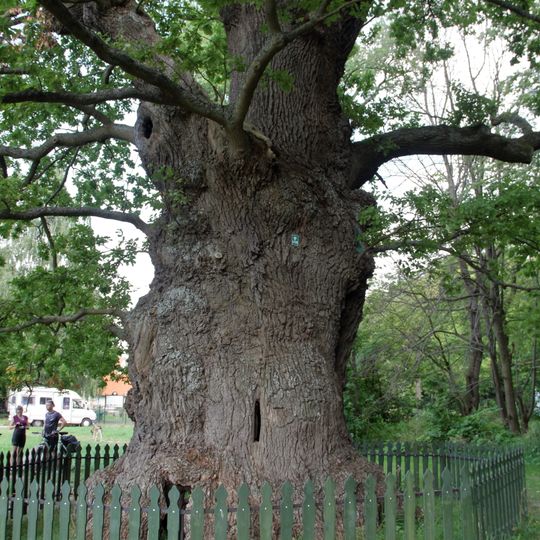 Bażyński Oak