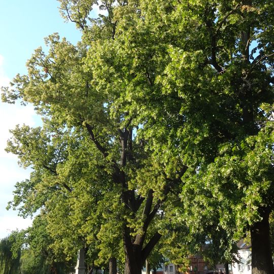 Naturdenkmal Linde  0,1 km SO Kirche; auf der Dorfaue vor Haus Nr. 31; Flur 4, Flurstück 284 in Glienick