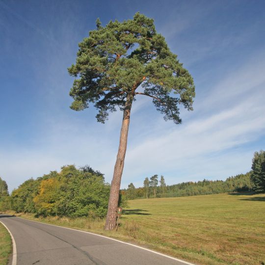 Borovice lesní v Mařenicích