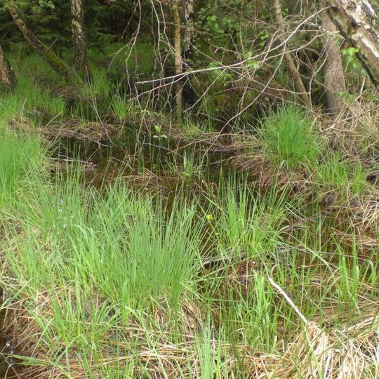 Jägersburger Wald und Königsbruch bei Homburg