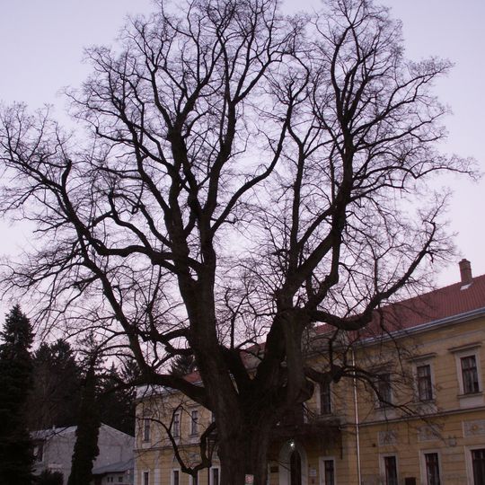 Bohdalická lípa