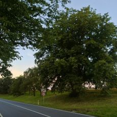 Žižkova lípa (Krčín)