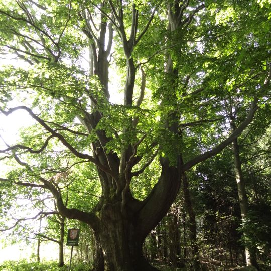 Hladový buk u Dětřichovce