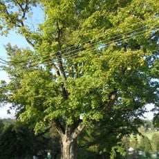 Javor mléč za horeckým zámkem