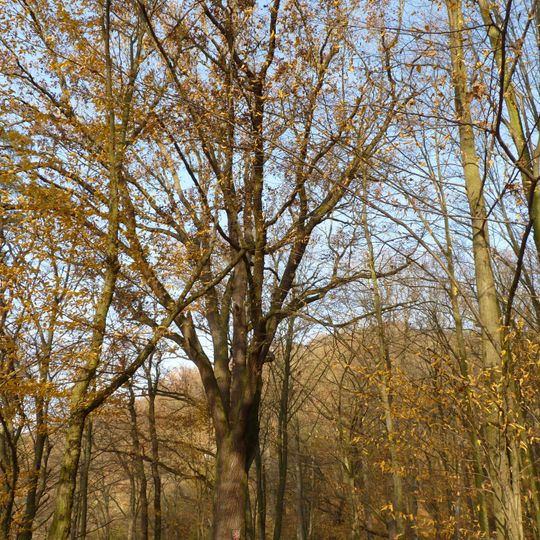 Dub u Junácké louky