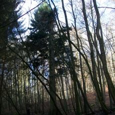 1 Fichte (Weißtanne)