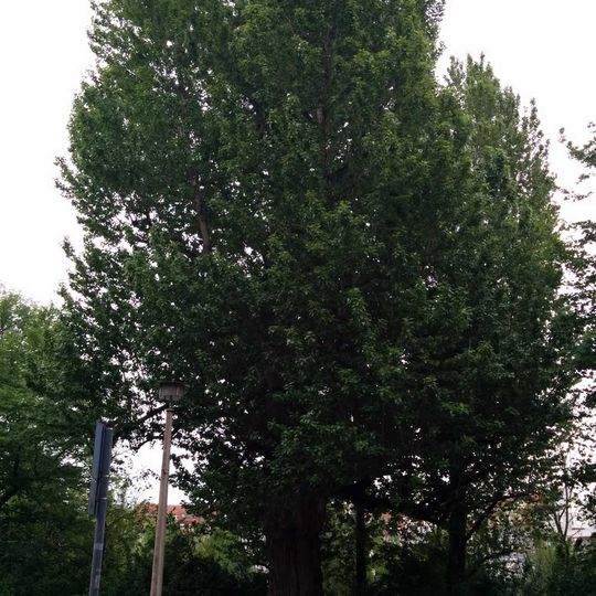 Schwarz-Pappel Woelckpromenade