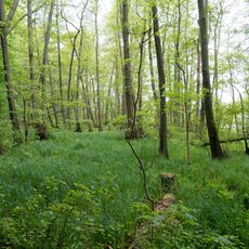 Ostufer des Großen Ratzeburger Sees