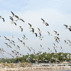 Kadalundi Bird Sanctuary
