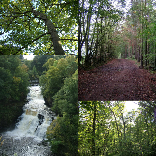 Clyde Valley Woodlands National Nature Reserve