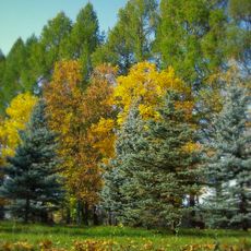 Дендропарк им. И.Е. Алексеева