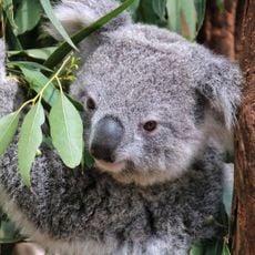 Featherdale Wildlife Park