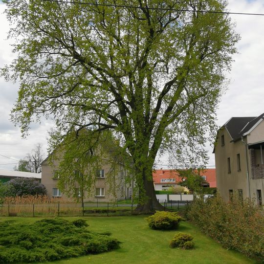 Stieleiche am Dorfanger in Lüttichau