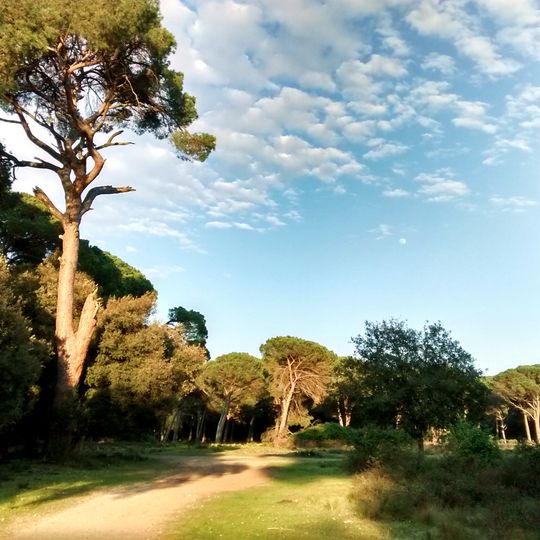 Parc naturel de Migliarino-San Rossore-Massaciuccoli
