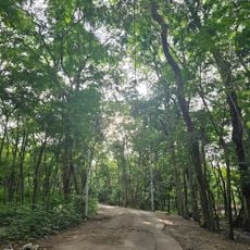 University of the Philippines Arboretum