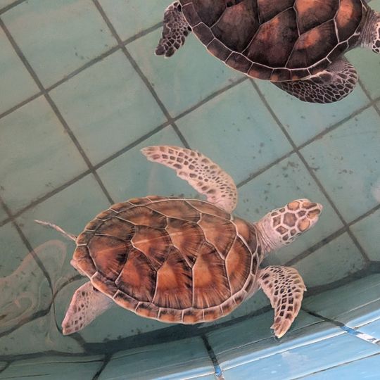 Sea Turtle Conservation Center