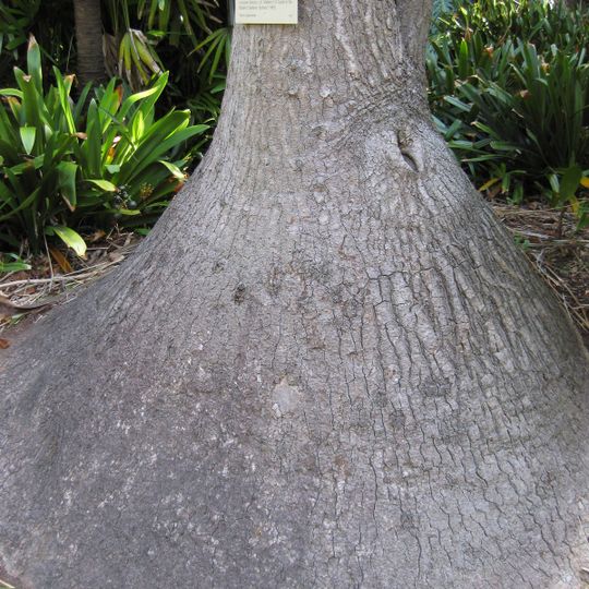 Jardín Botánico "Viña Extremeña" de Almendralejo