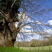 Saint-Sulpice-les-Feuilles