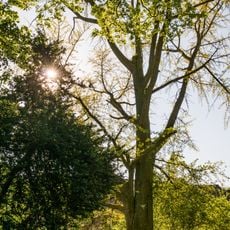Ginkgobaum im Schlosspark Schönberg