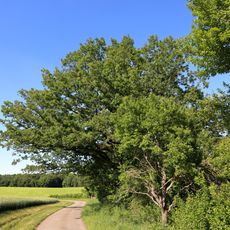 Traubeneiche Mittlere Klinge