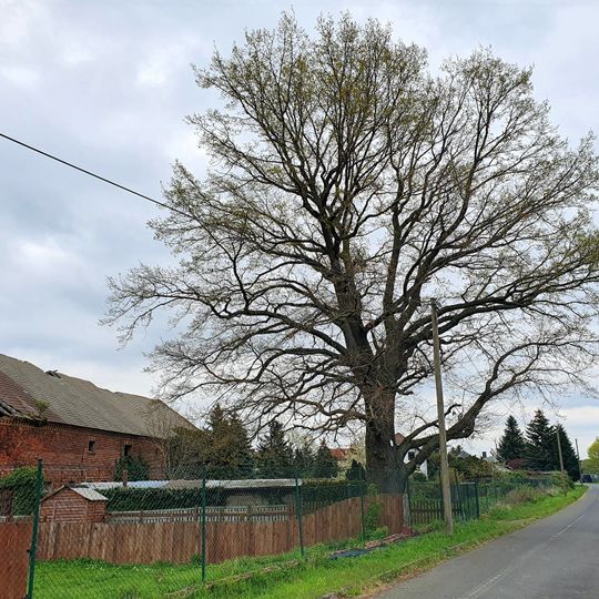 Quercus robur, Am Feldrain Gerbisdorf