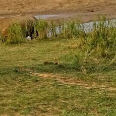 シュルシュルウェ＝ムフォロジ公園