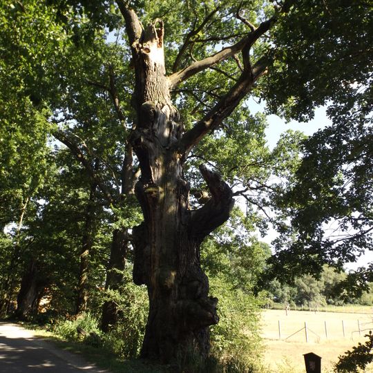 Dub u Starého Vdovce 2