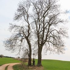 Památné jasany u Trnavy