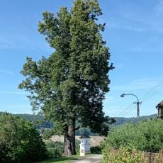 Lípa srdčitá Sedm Chalup