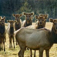Jewell Meadows Wildlife Area