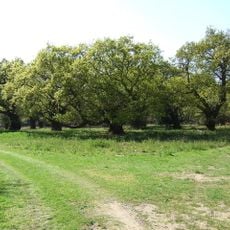 Staverton Park and The Thicks, Wantisden