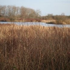 Ahrenviölfelder Westermoor