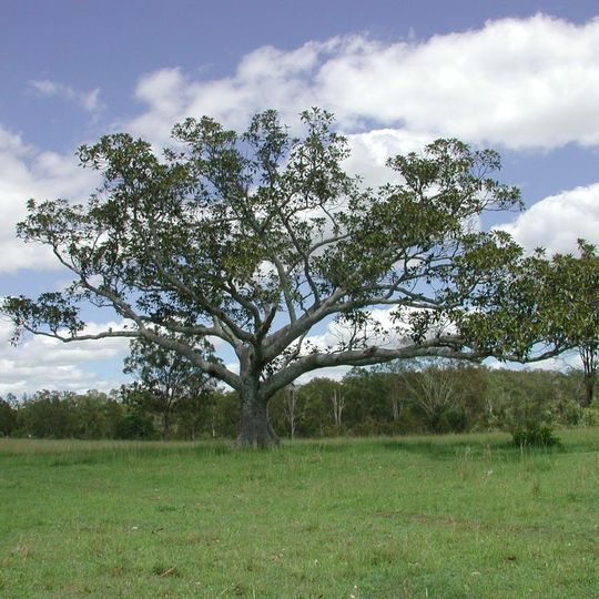 Deebing Creek Mission