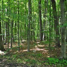 Ternopil Quercus forest
