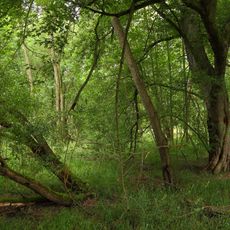 NÖ-Naturdenkmal GD-142 Storchenwiesen und Auwaldzellen Gmünd