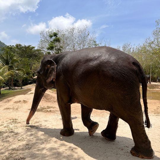 Green elephant sanctuary park