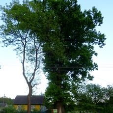 500-jährige Stieleiche