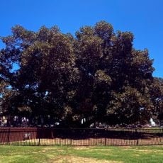 Moreton Bay Fig tree