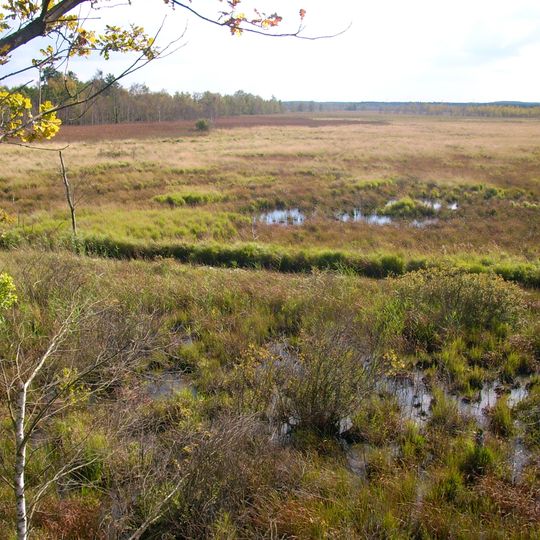 Dubringer Moor