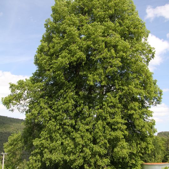 Frantolská lípa velkolistá