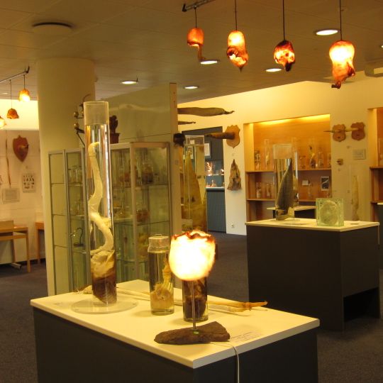 Icelandic Phallological Museum