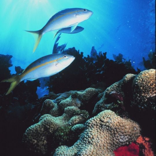 Florida Keys National Marine Sanctuary